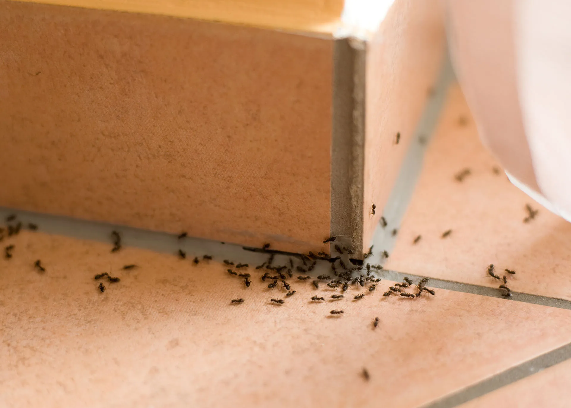 Scorpion and pack rat exterminator serving Roll AZ rural desert properties